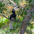 Nashornvogel aus Borneo, Sabah.