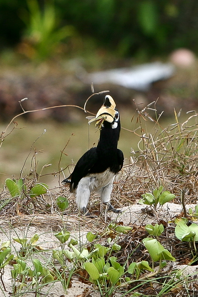 Nashornvogel beim Futtern