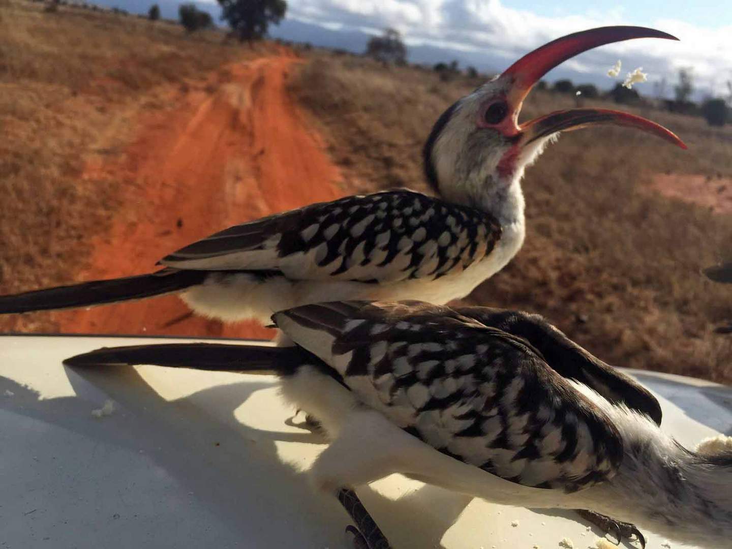 Nashornvogel