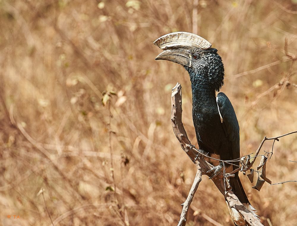 Nashornvogel