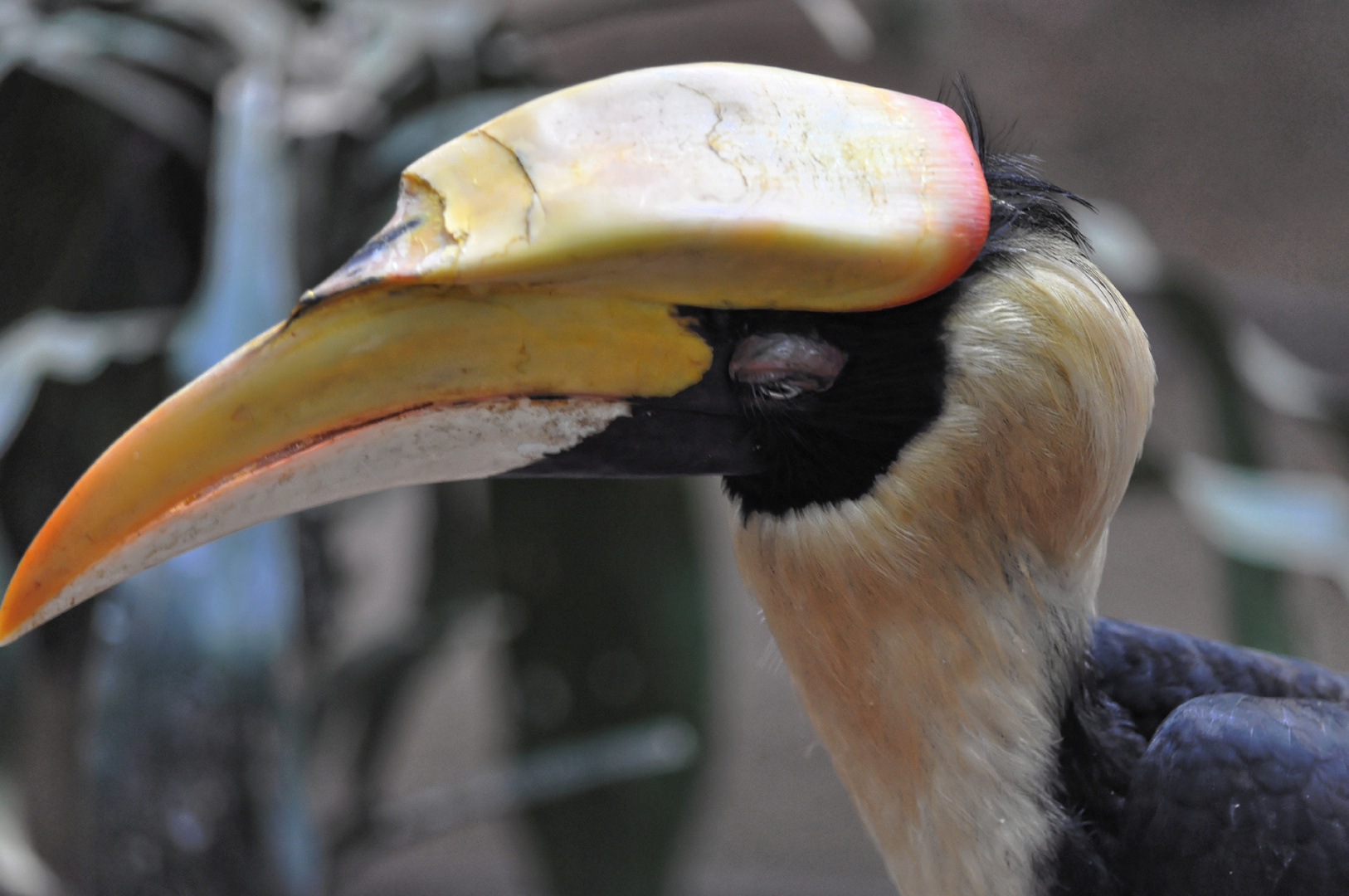 Nashornvogel ganz nah