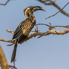 Nashornvogel, Grey Hornbill