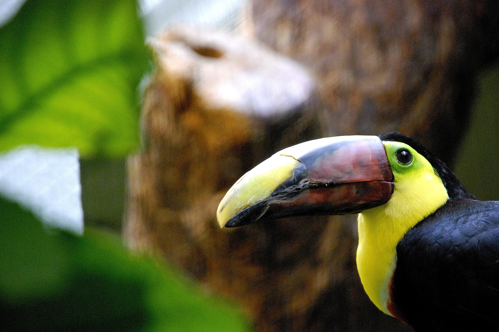 Nashornvogel im Basler Zoo