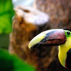 Nashornvogel im Basler Zoo