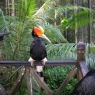 Nashornvogel im Matang Wildlife Center auf Borneo