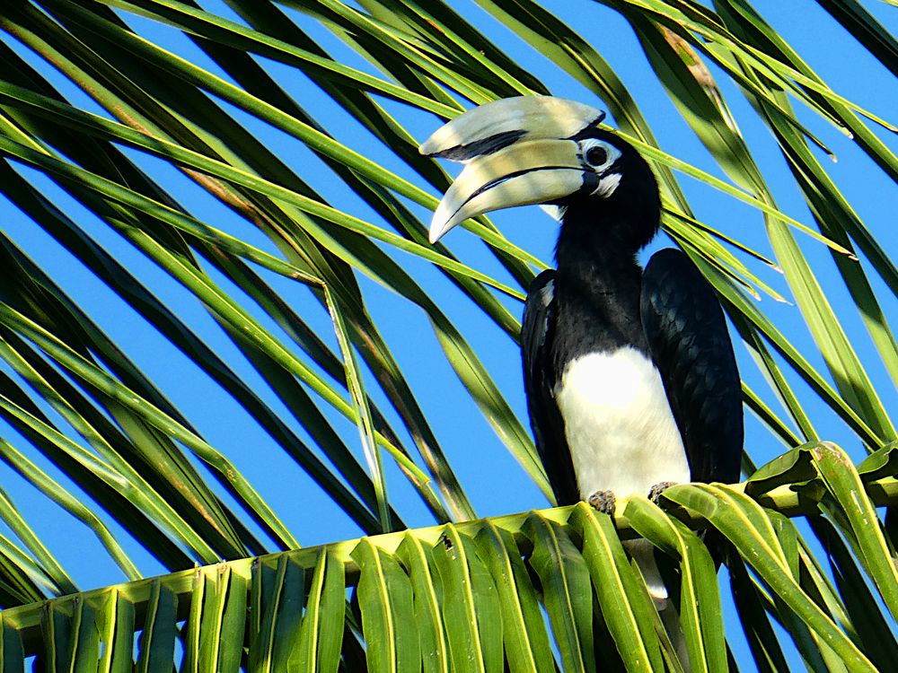 Nashornvogel in Borneo