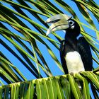 Nashornvogel in Borneo