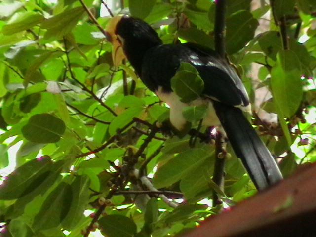 Nashornvogel in freier Natur/Malaysia