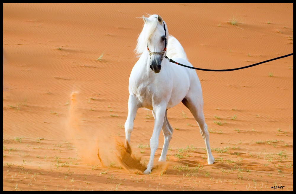 Nasirapaul in Desert