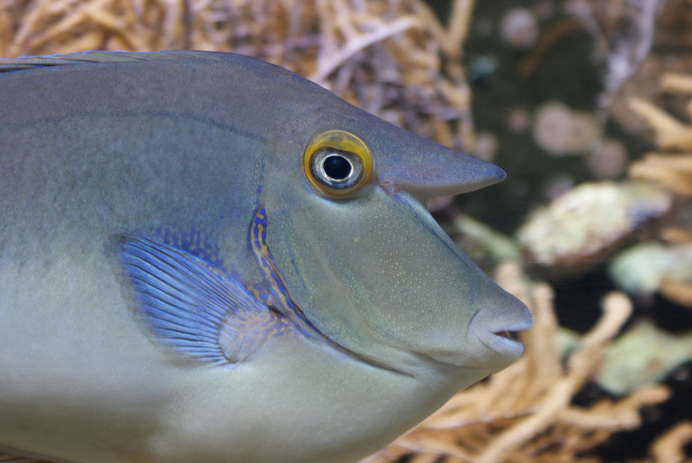 Naso brevirostris ( Langnasendoktor)