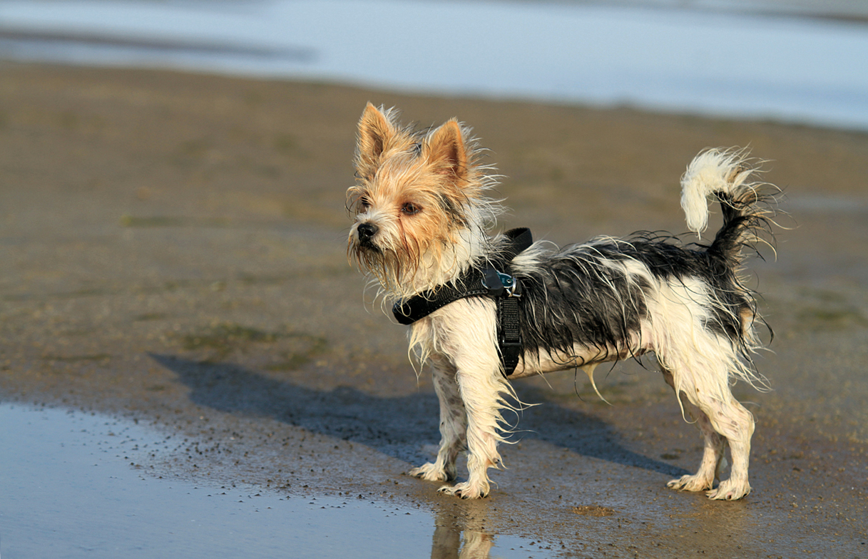 Nass am Strand