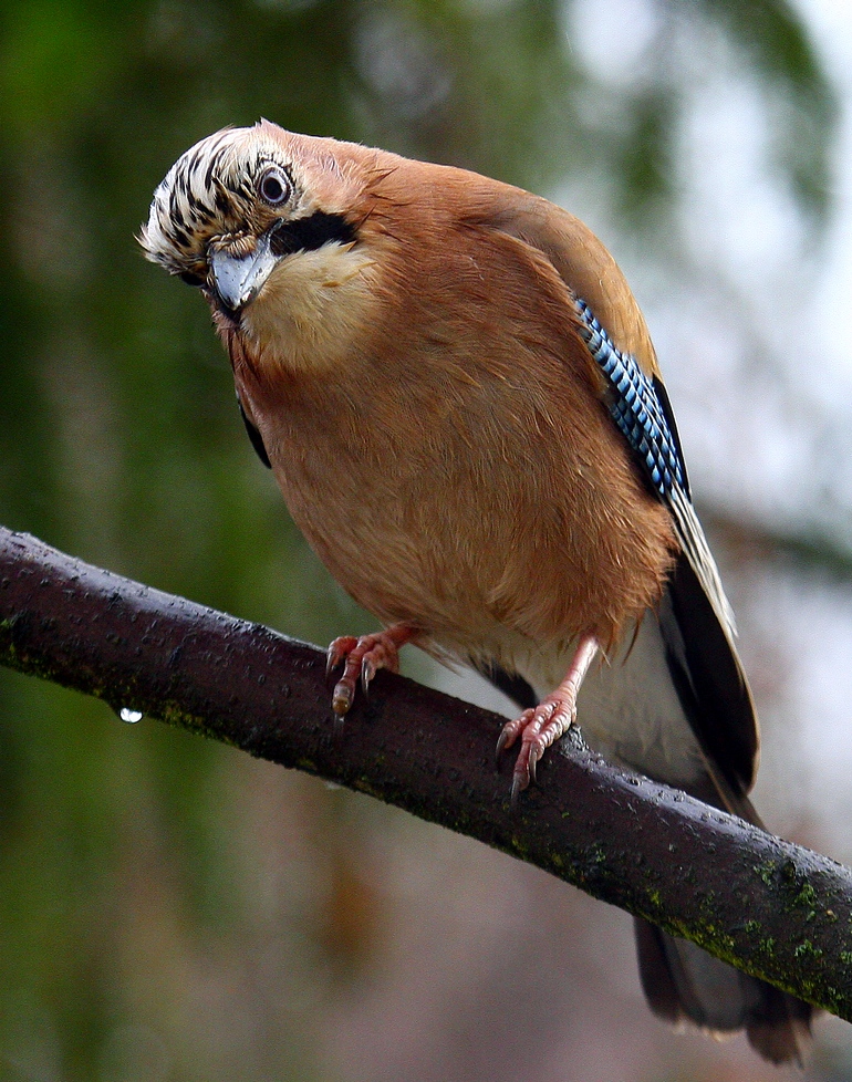 nass isser der Radauvogel :-)