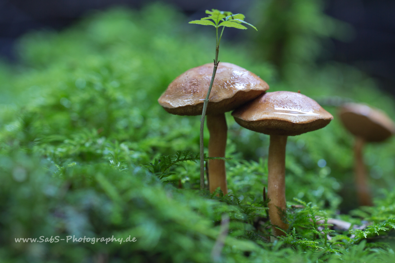 Nass und matschig wars Wald