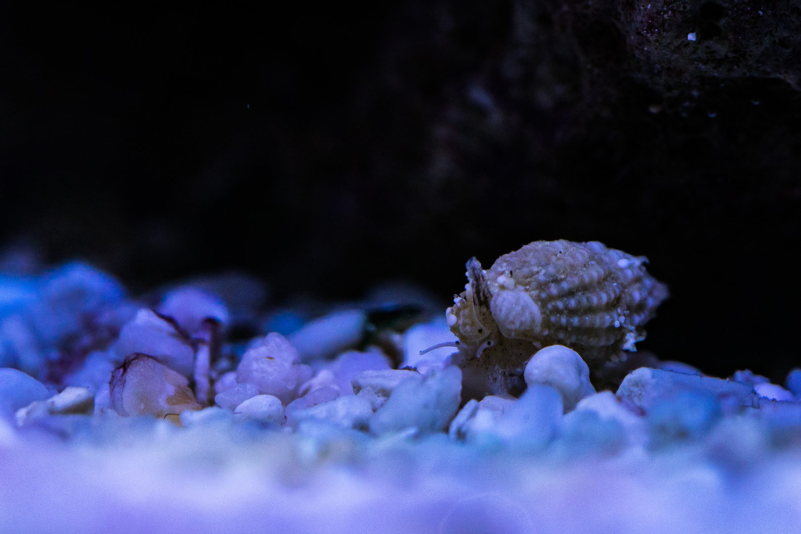 Nassarius margaritifer Nützliche Schnecklein Foto & Bild nah