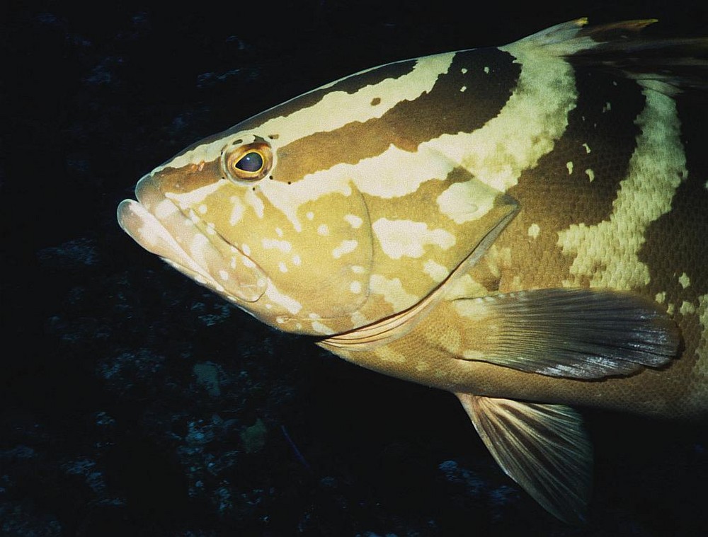 Nassau Grouper