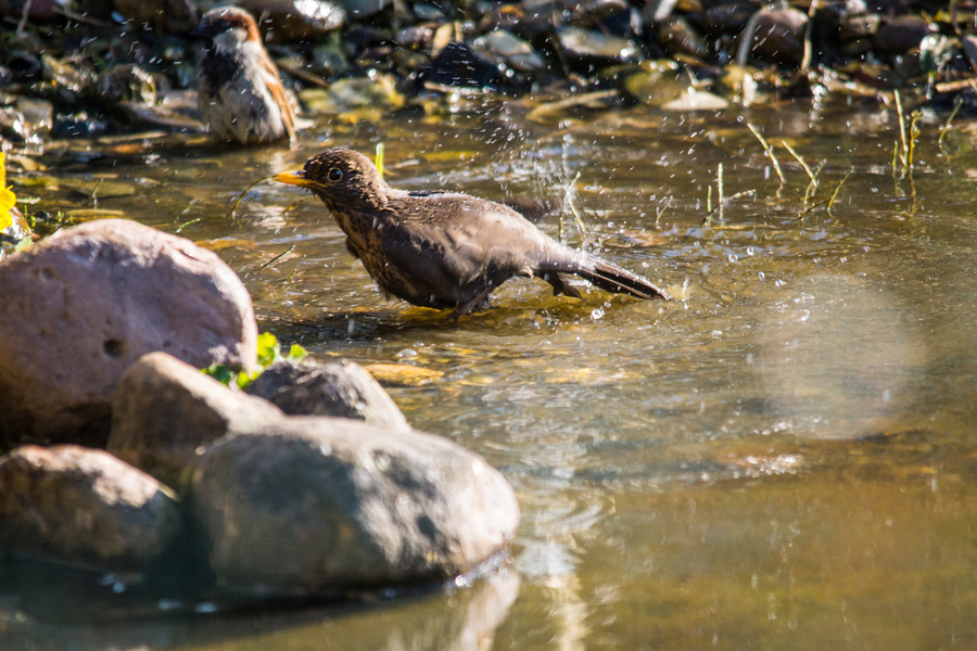 Nasse Amsel