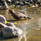 Nasse Amsel