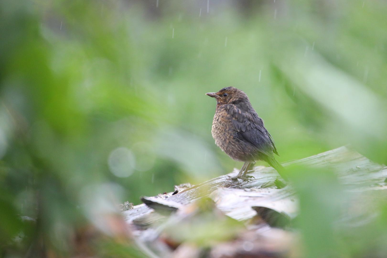 Nasse Aussichten für die kleine Amsel