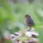 Nasse Aussichten für die kleine Amsel