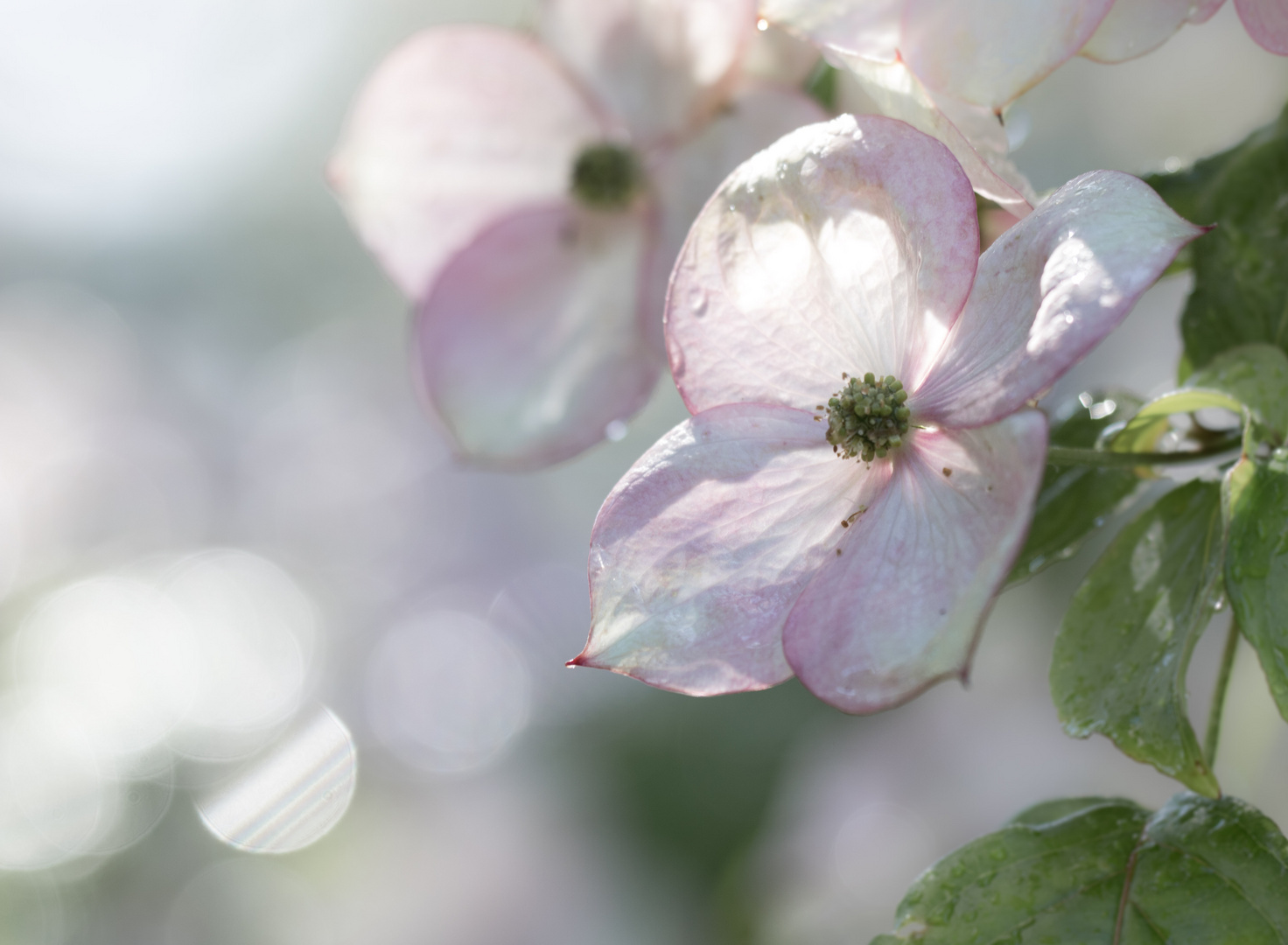 nasse Blüte