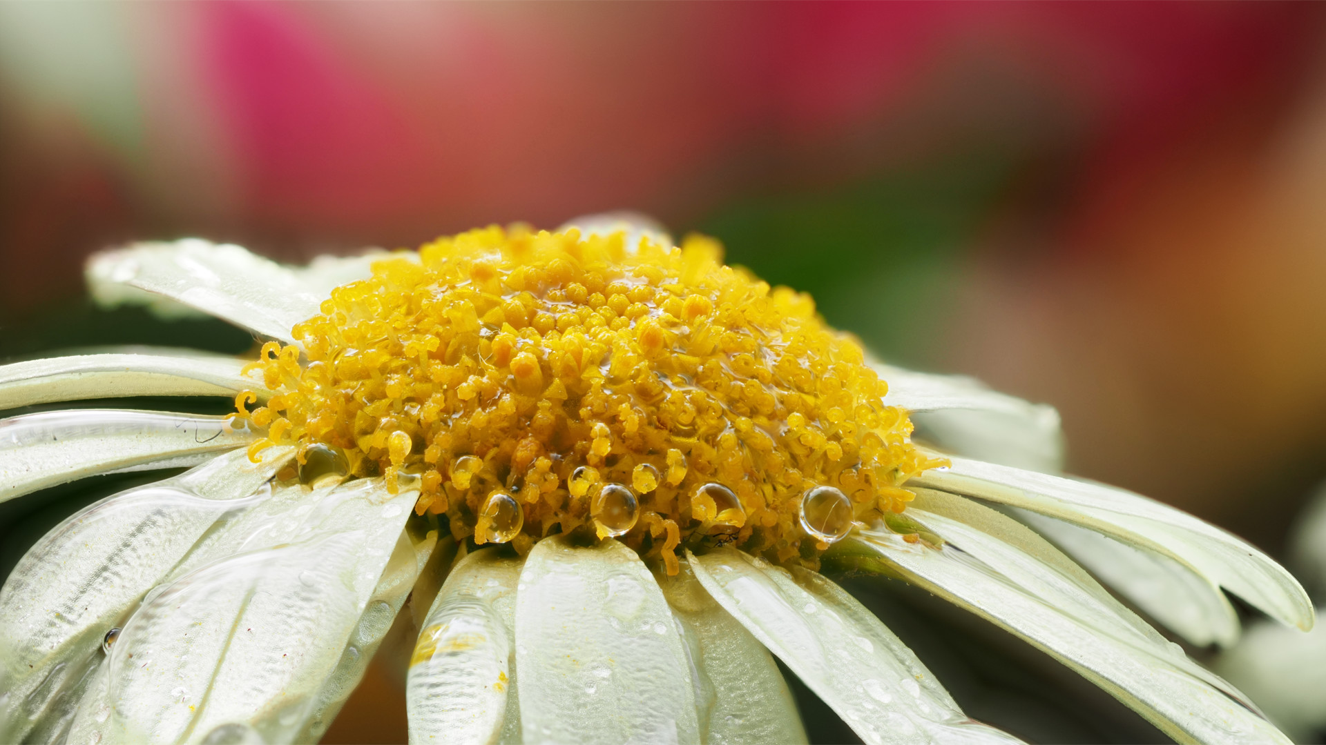 Nasse Blüte