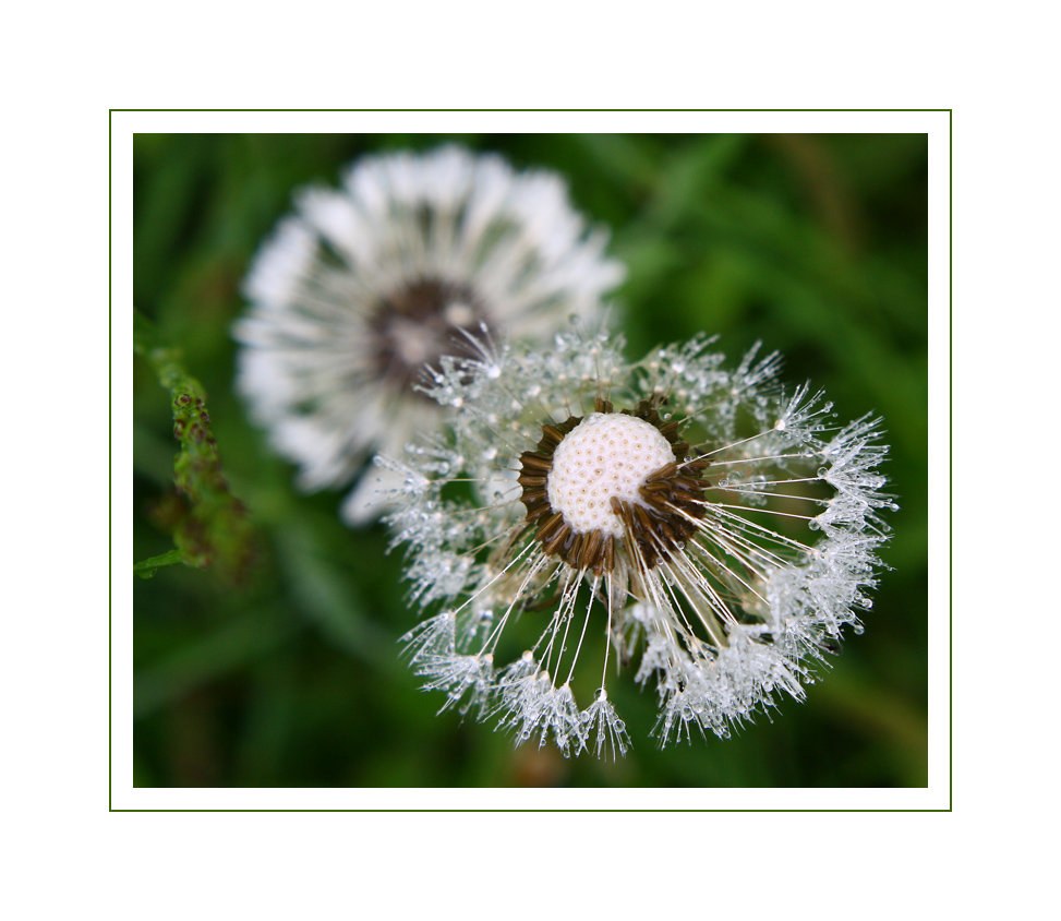 nasse Blüte - nasse Füße