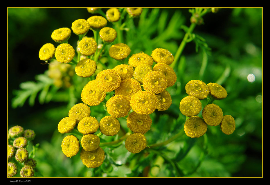 Nasse Blüten