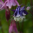 nasse Blüten in violett