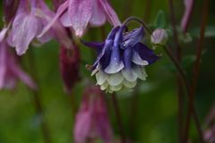 nasse Blüten in violett