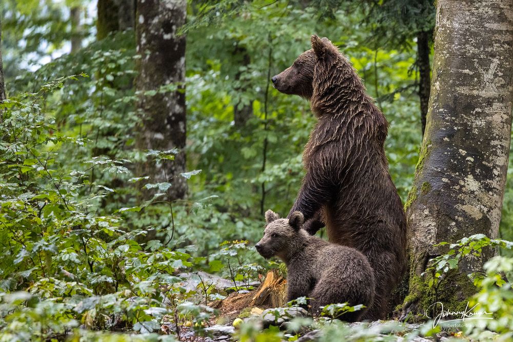 Nasse Braunbärenmama mit Nachwuchs