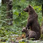 Nasse Braunbärenmama mit Nachwuchs