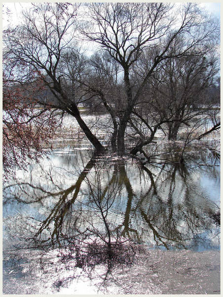 Nasse Füße (Baum im Hochwasser)