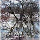 Nasse Füße (Baum im Hochwasser)