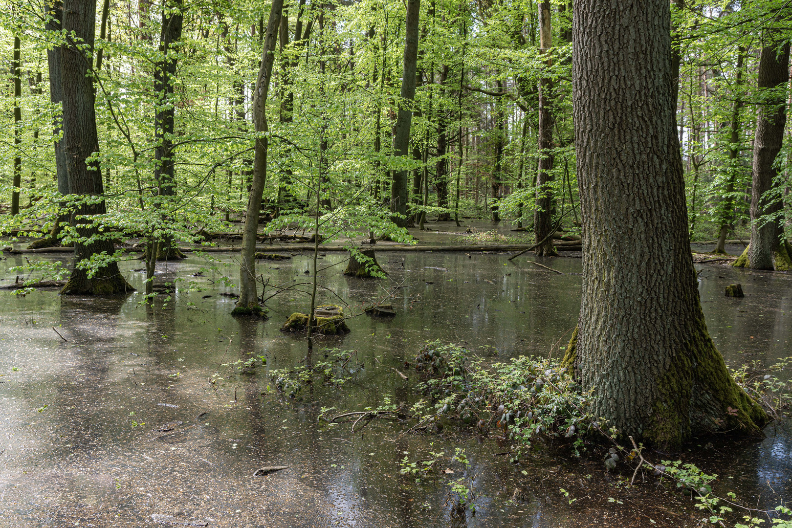 Nasse Füsse in neuer Seenlandschaft