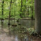 Nasse Füsse in neuer Seenlandschaft