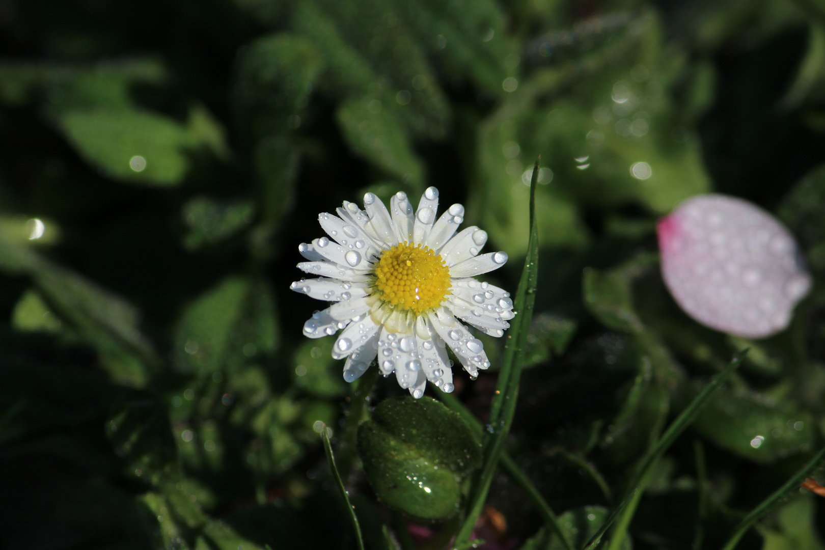 Nasse Gänseblume