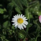 Nasse Gänseblume