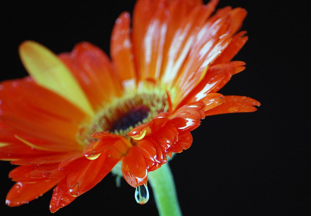 nasse Gerbera