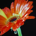 nasse Gerbera