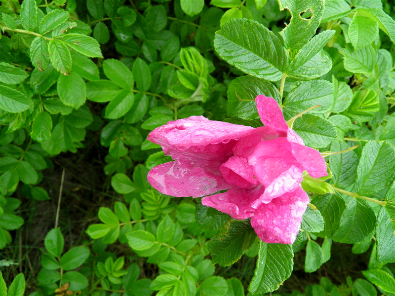 Nasse Heckenrose