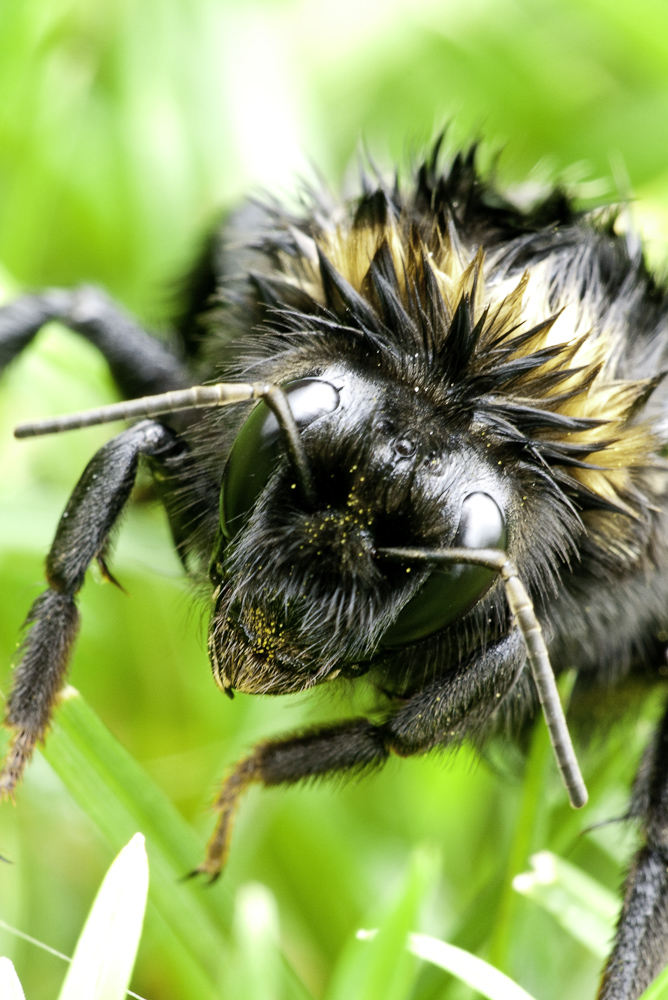 Nasse Hummel