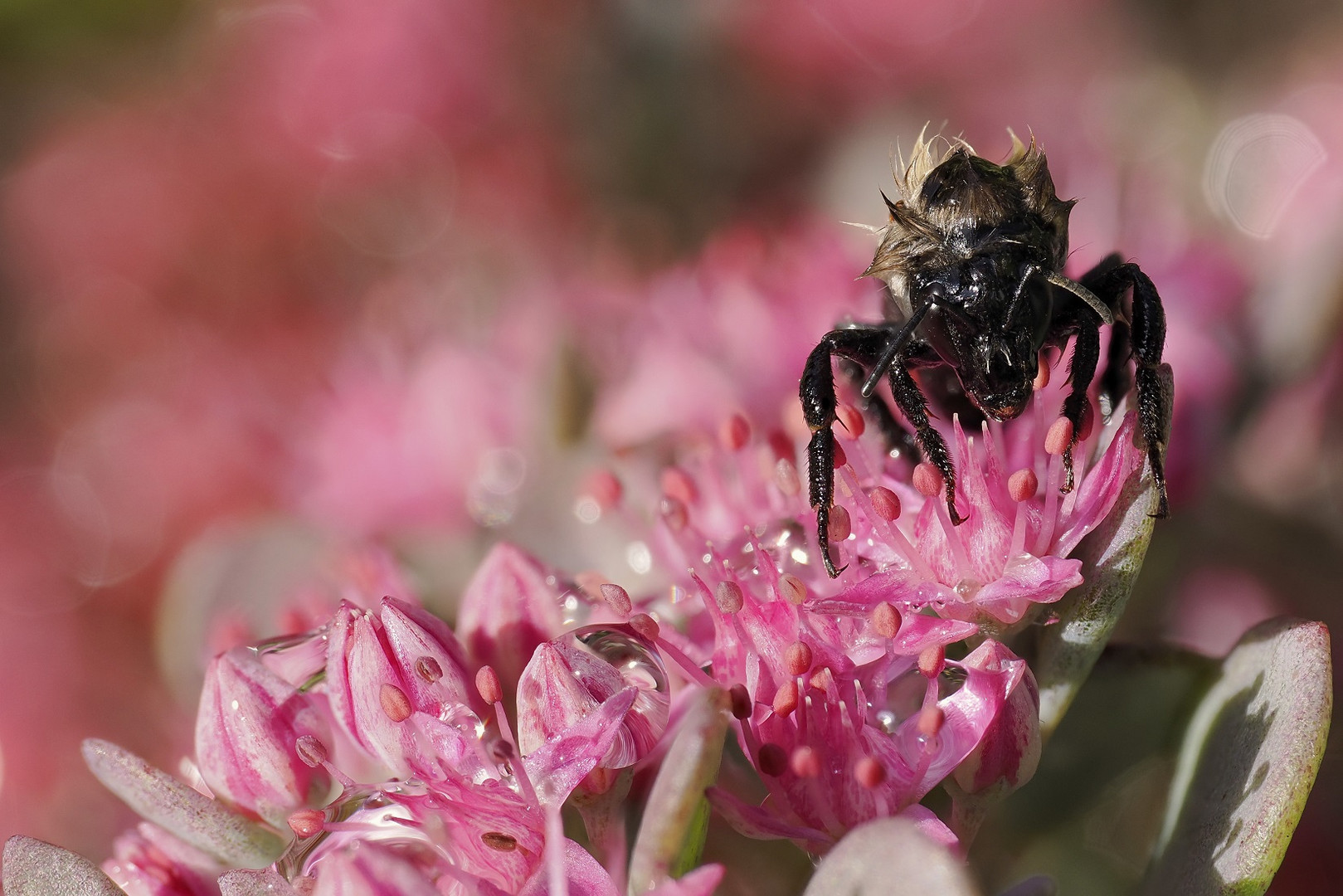 Nasse Hummel auf Blüte Vollbild bitte