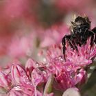 Nasse Hummel auf Blüte Vollbild bitte