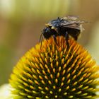 Nasse Hummel auf Sonnenhut