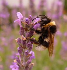 Nasse Hummel