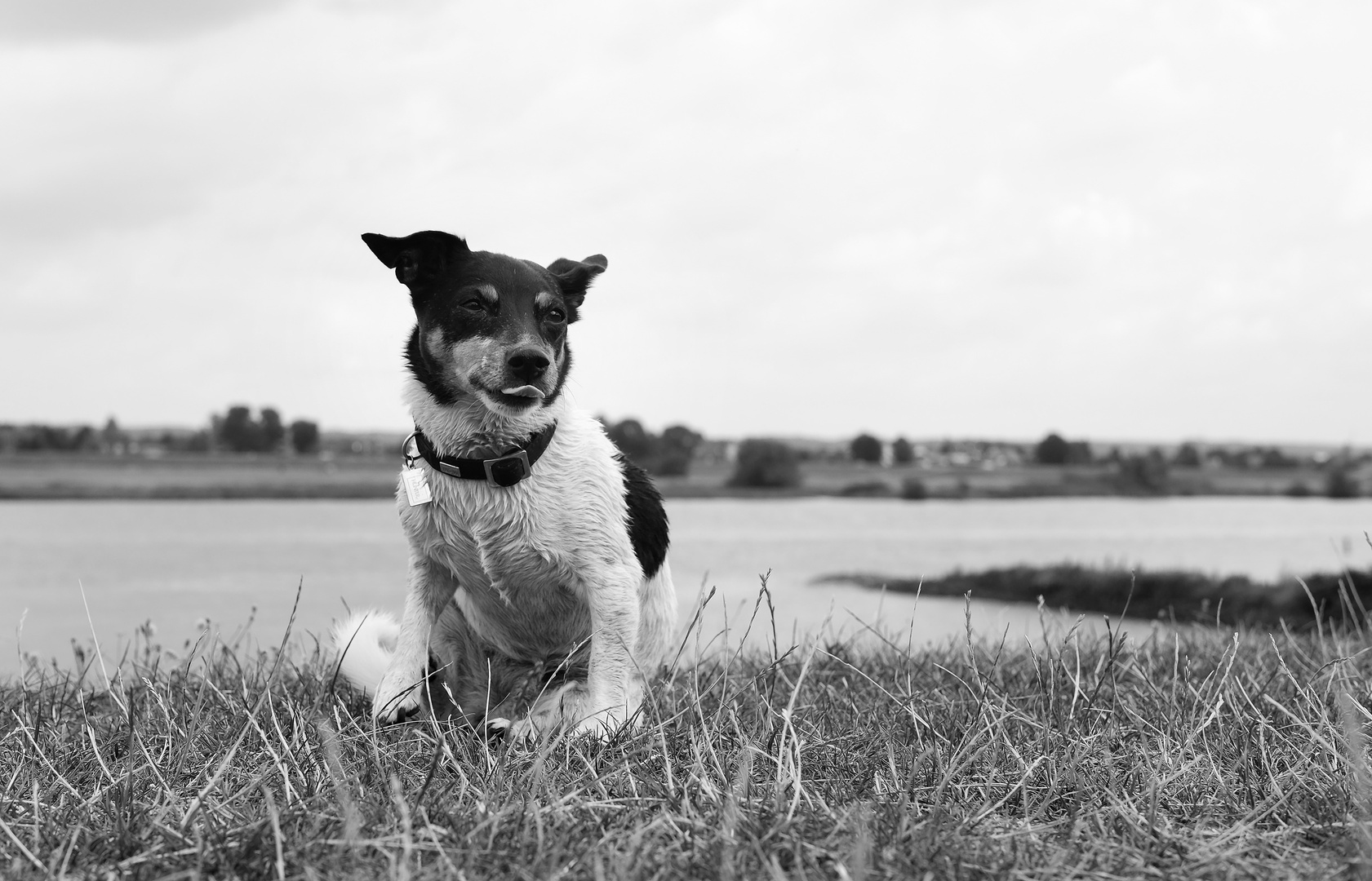 Nasse Hunde stinken