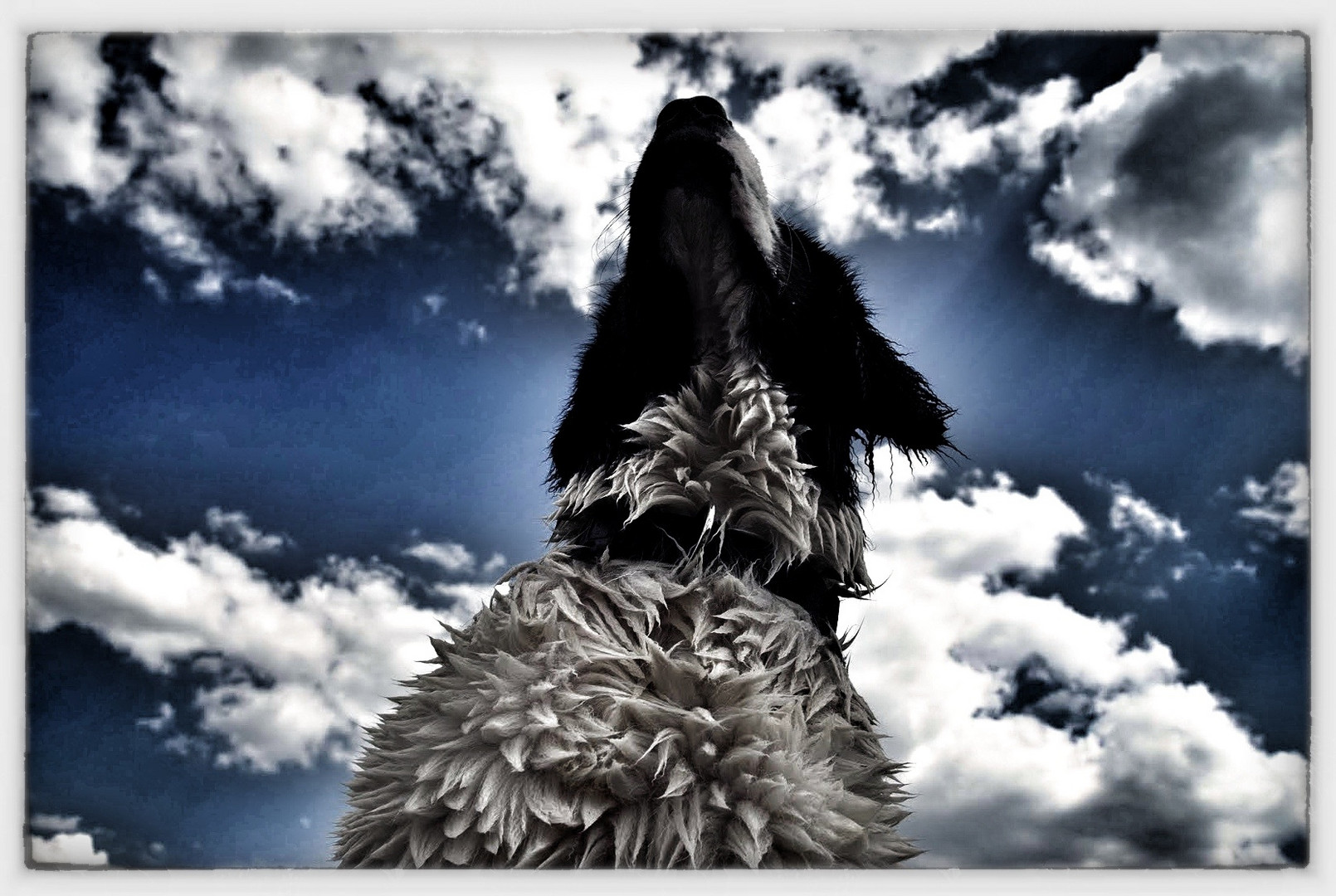 Nasse Hunde stinken zum Himmel...