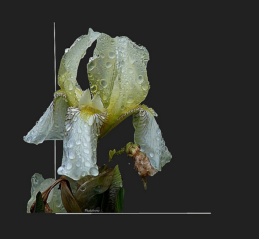 nasse Iris