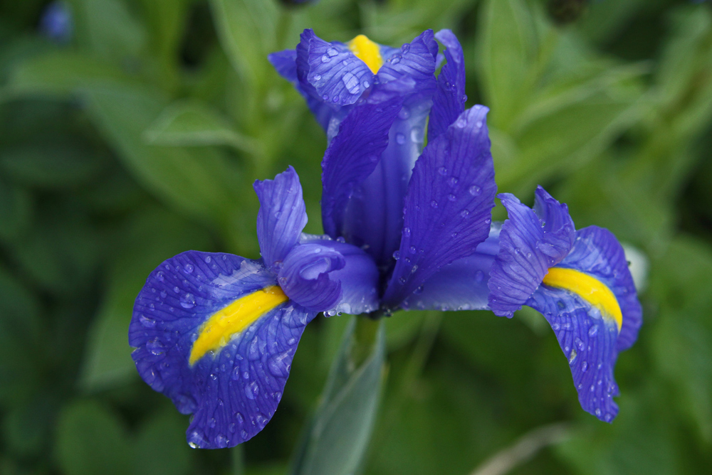 Nasse Iris