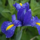 Nasse Iris